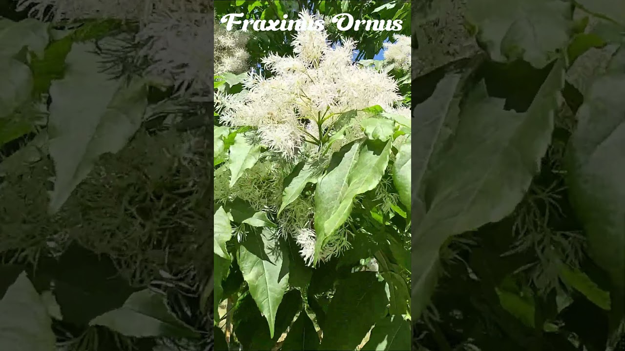 Fr&ecirc;ne &agrave; fleurs