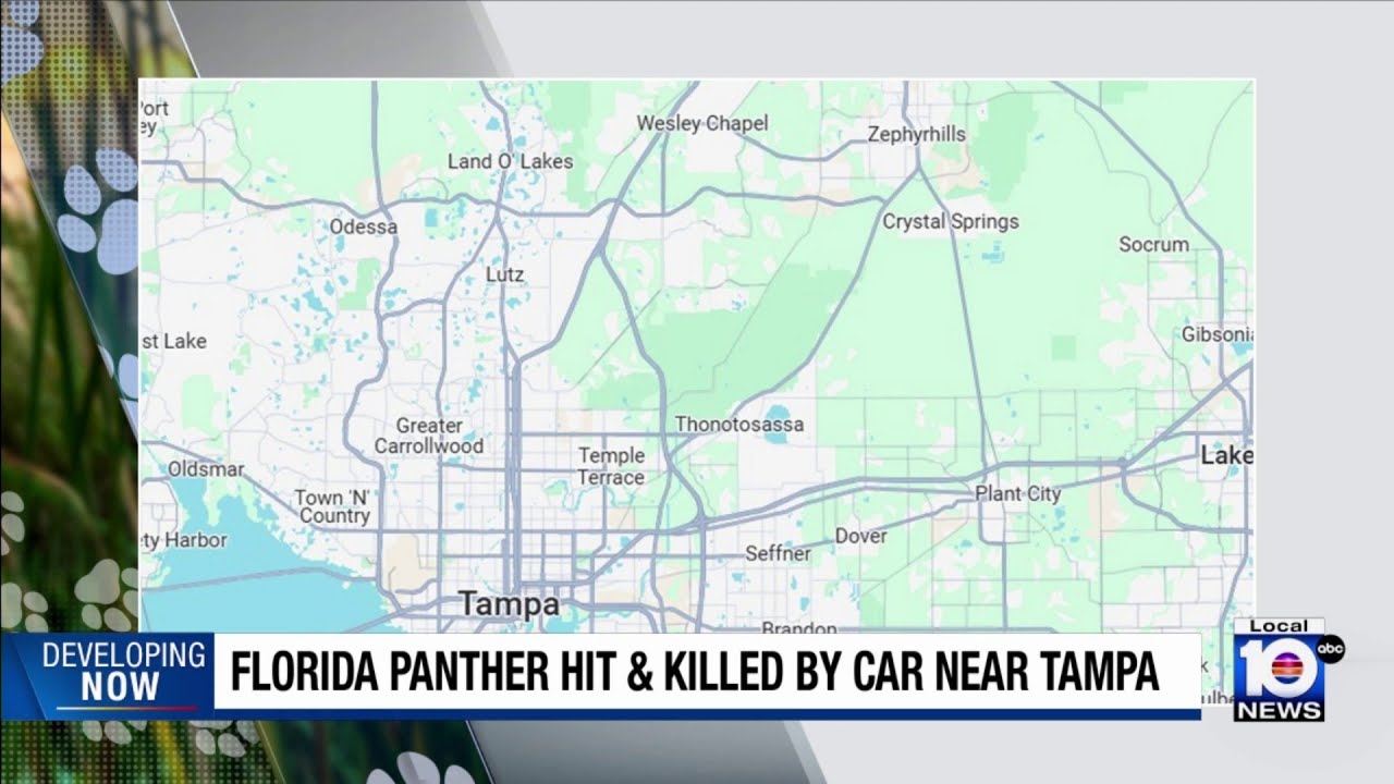 Florida Panther killed in Tampa-area