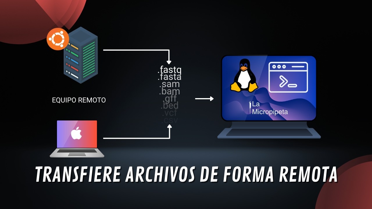 Cómo transferir archivos de forma remota en bash - Bioinformática