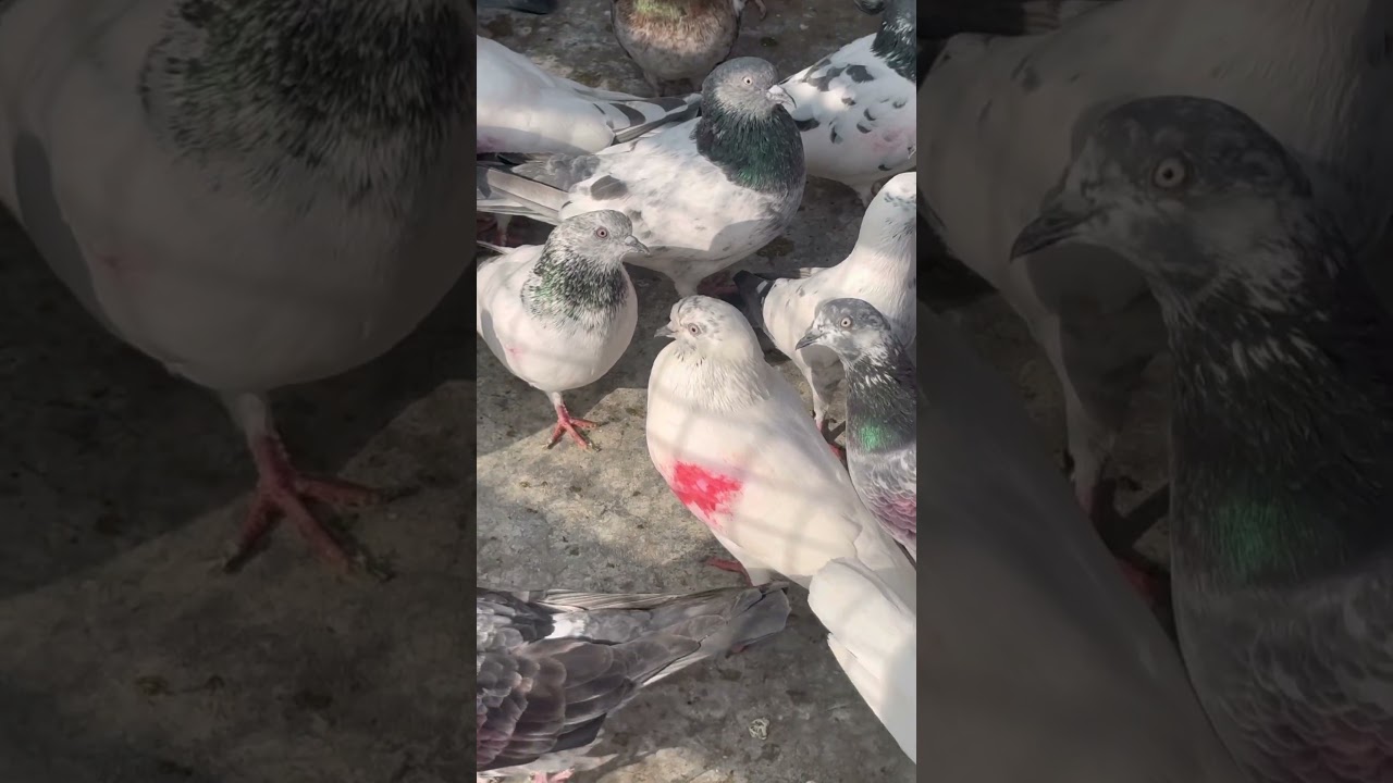 #indianpigeon