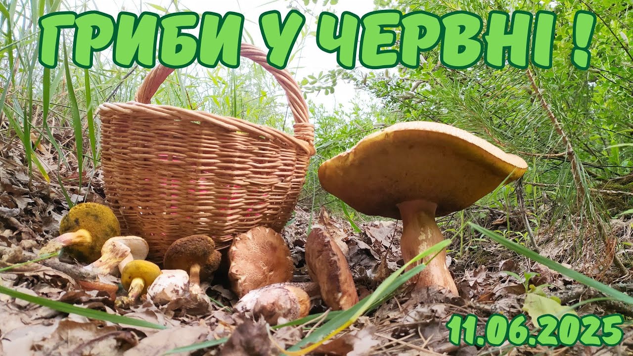 Великий БІЛИЙ ГРИБ, гриби бабки та інші їстівні гриби у червні!