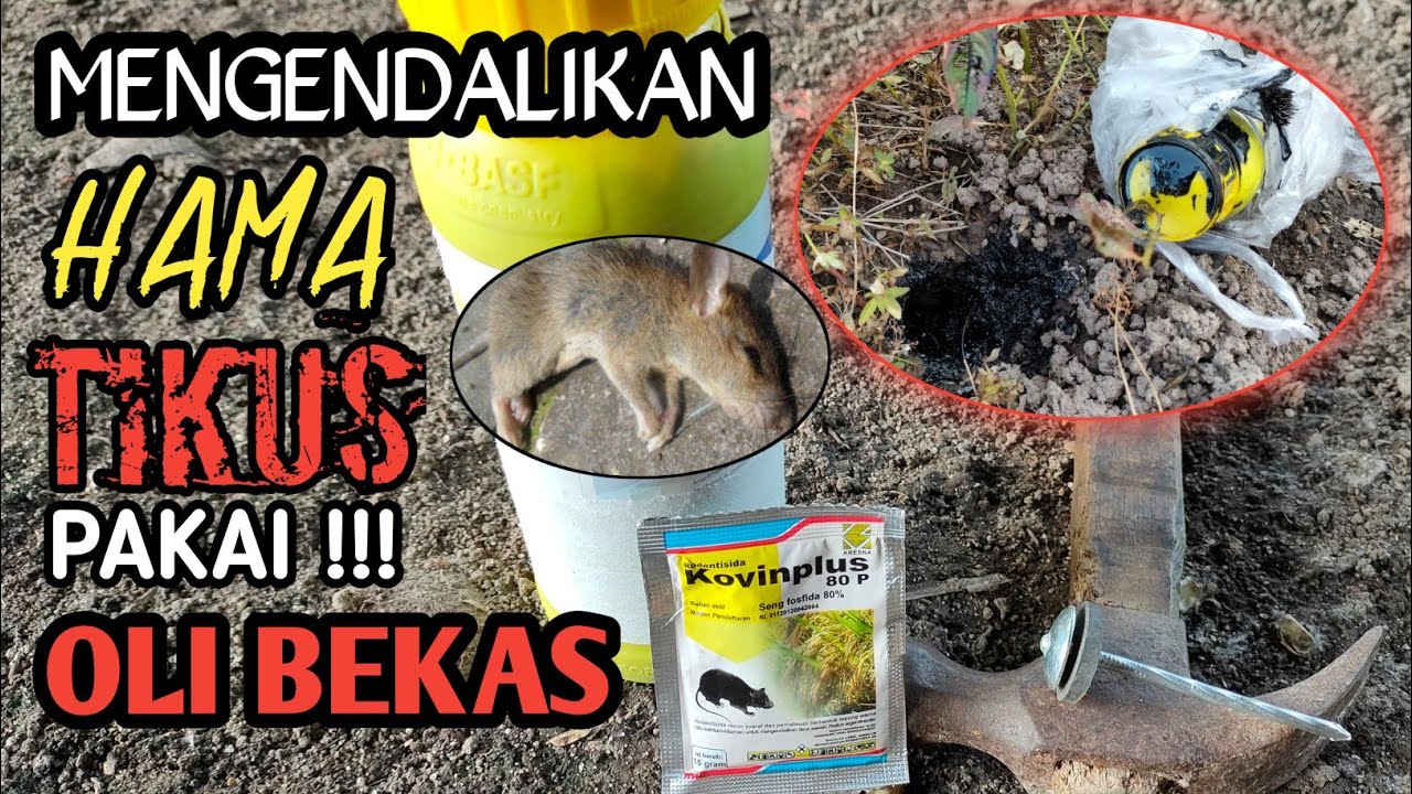 CARA TERBARU ! MERACUN TIKUS SAWAH - PAKAI OLI BEKAS !! .Part1