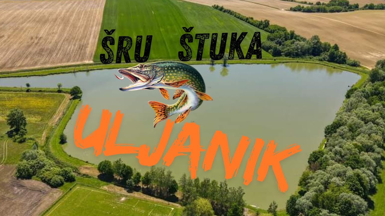 Šaranski ribolov, jezero Uljanik