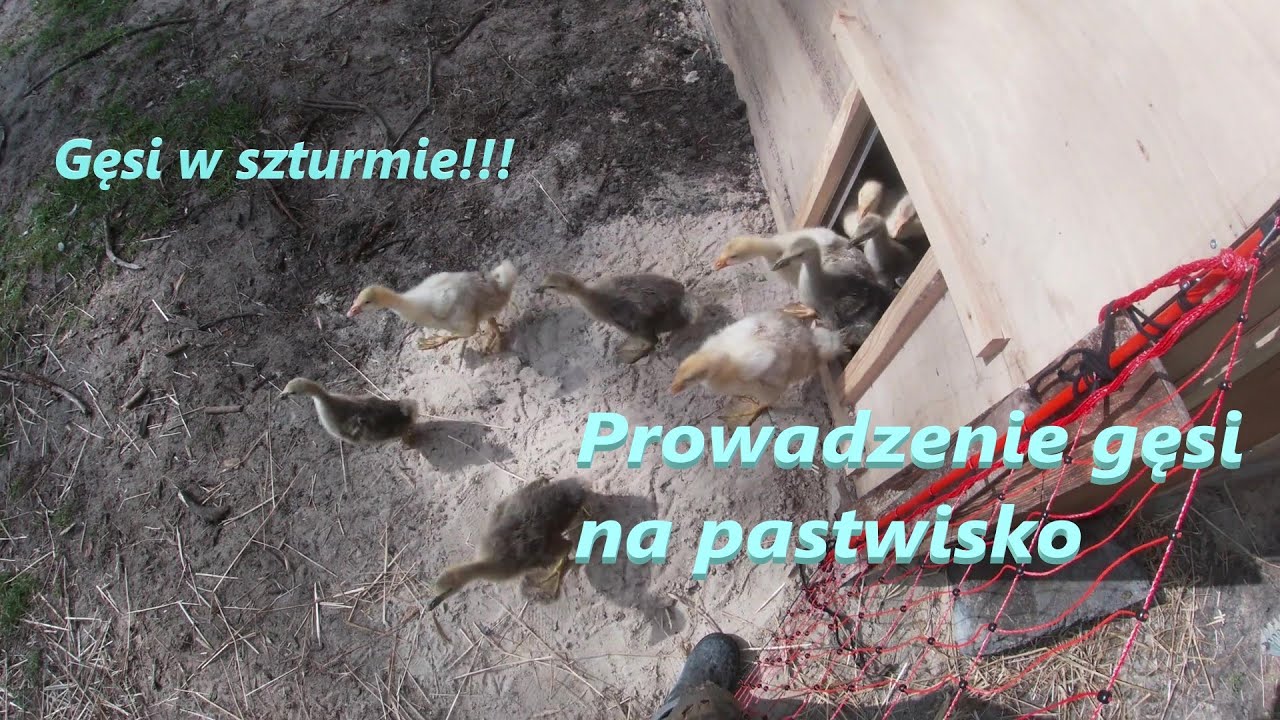 3. Prowadzę gęsi na pastwisko *3 tydzień gęsi*