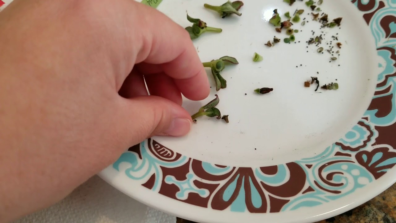 Collecting Portulaca Seeds - Seed Saving