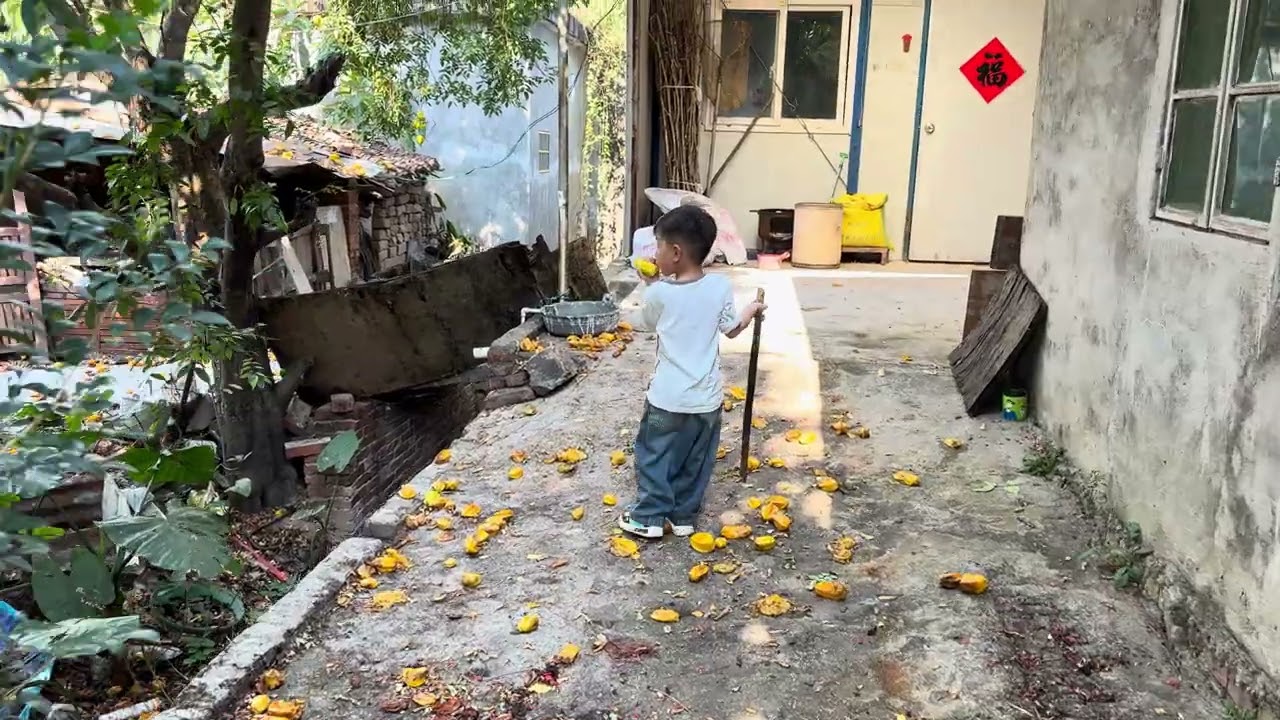 抓住假期的尾巴，摘杨桃去