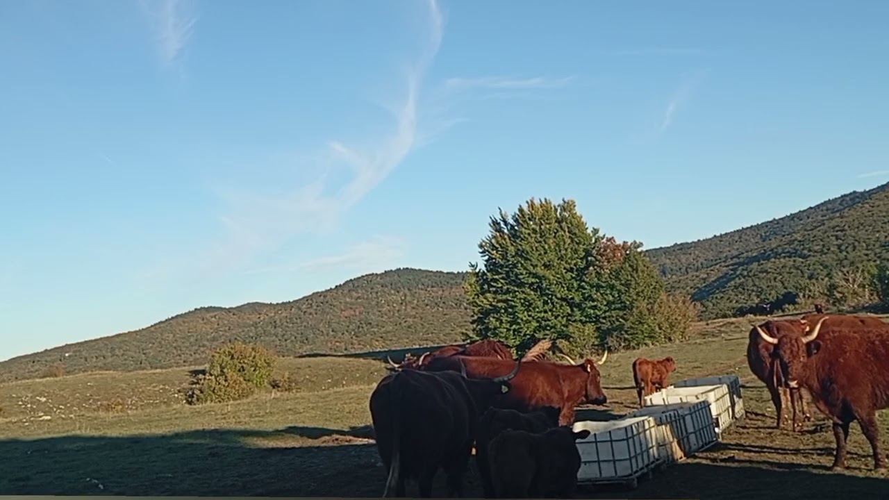 Življenje s kravami 11. del