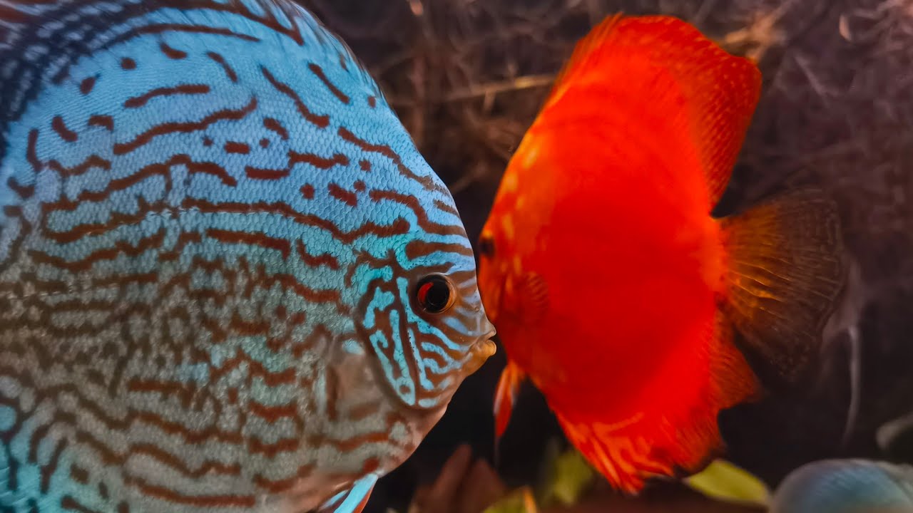 Secrets of the Coral Reef