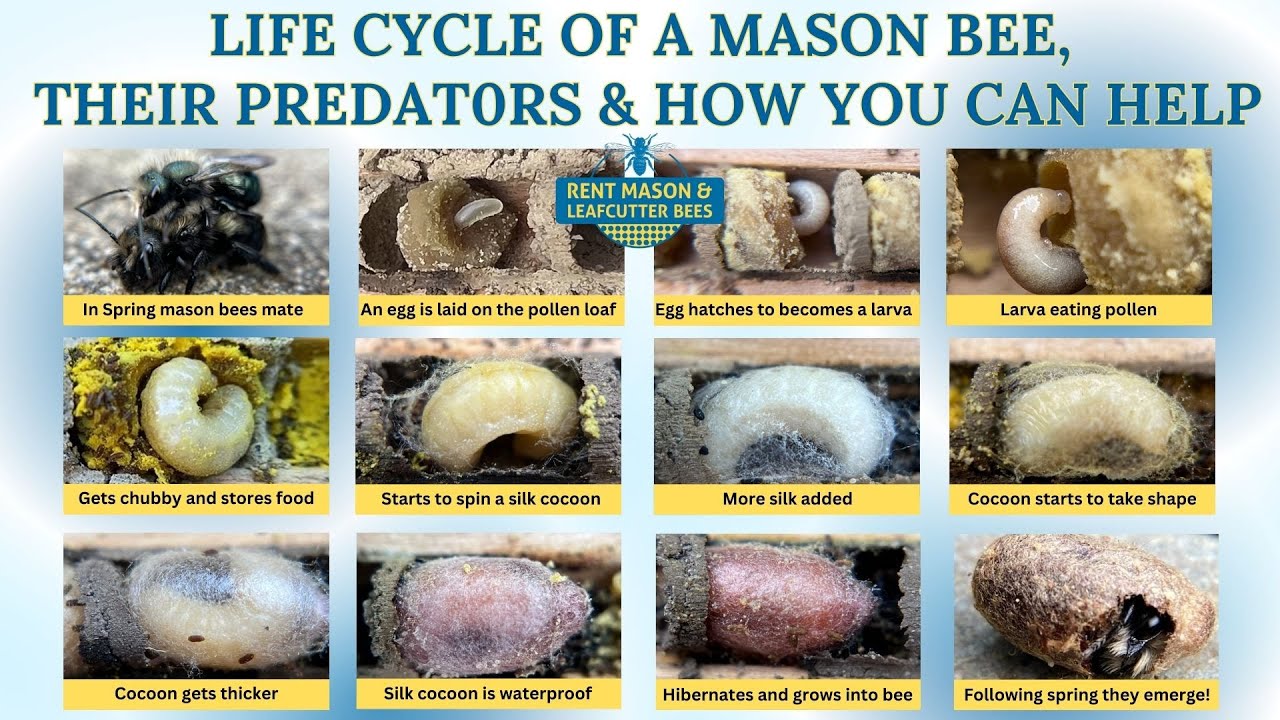Life Cycle of a Mason Bee and How You Can Protect Them #savethebees #pollinators #bees