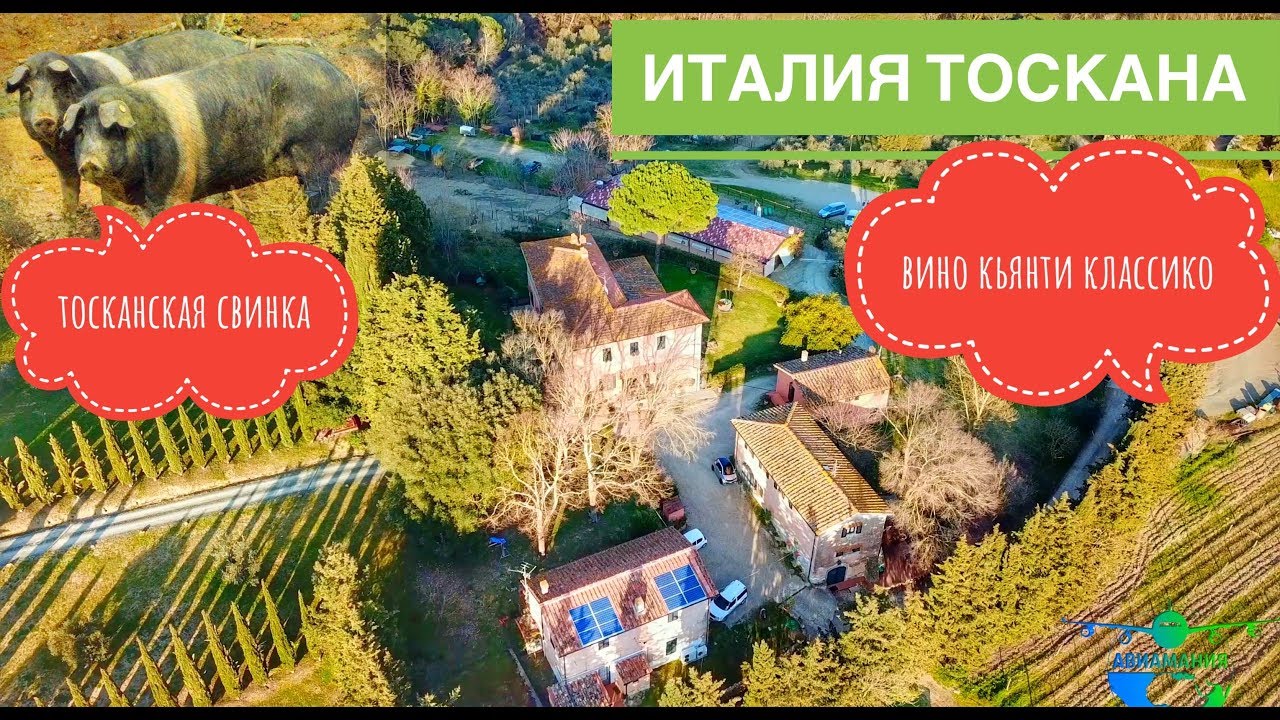 Тоскана Италия: вино Кьянти Классико (Chianti Classico) и свинка Чинта (cinta senese) #Авиамания