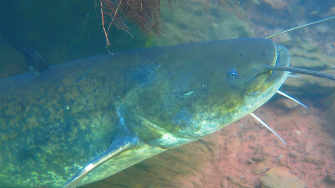 60🐟 Silures de l'Aveyron   #vidéo2𝕄𝔸𝕄