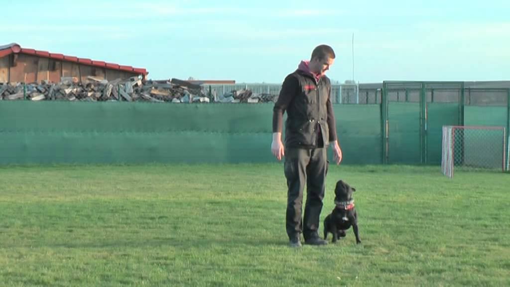 Staffordshire Bull Terrier - dog distraction training