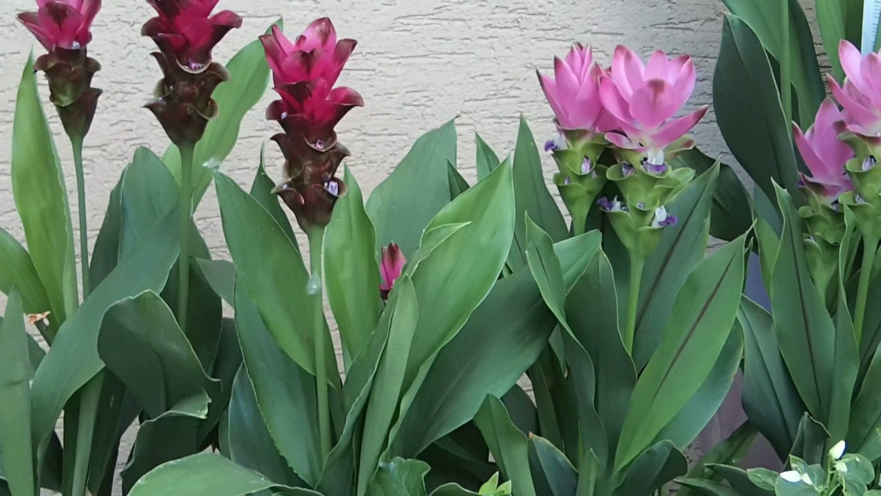 Curcuma alismatifolia