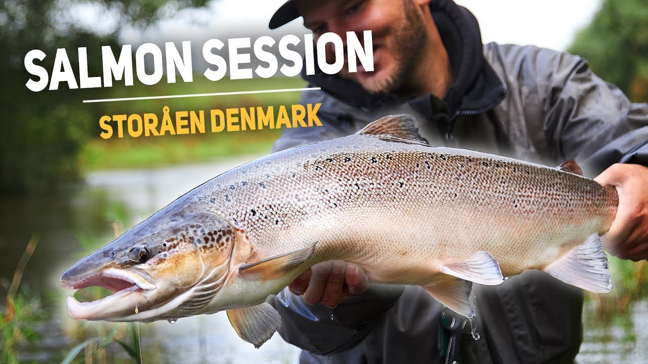 Salmon Session Denmark - Big Male Salmon From Storåen, Denmark (Caught On Spinner)