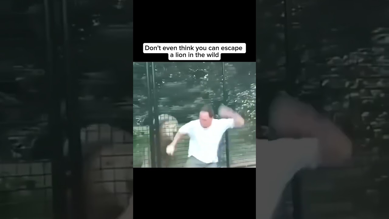 От льва никогда не убежишь 🦁😲 #вирусный #веселье #урок #человек #лев