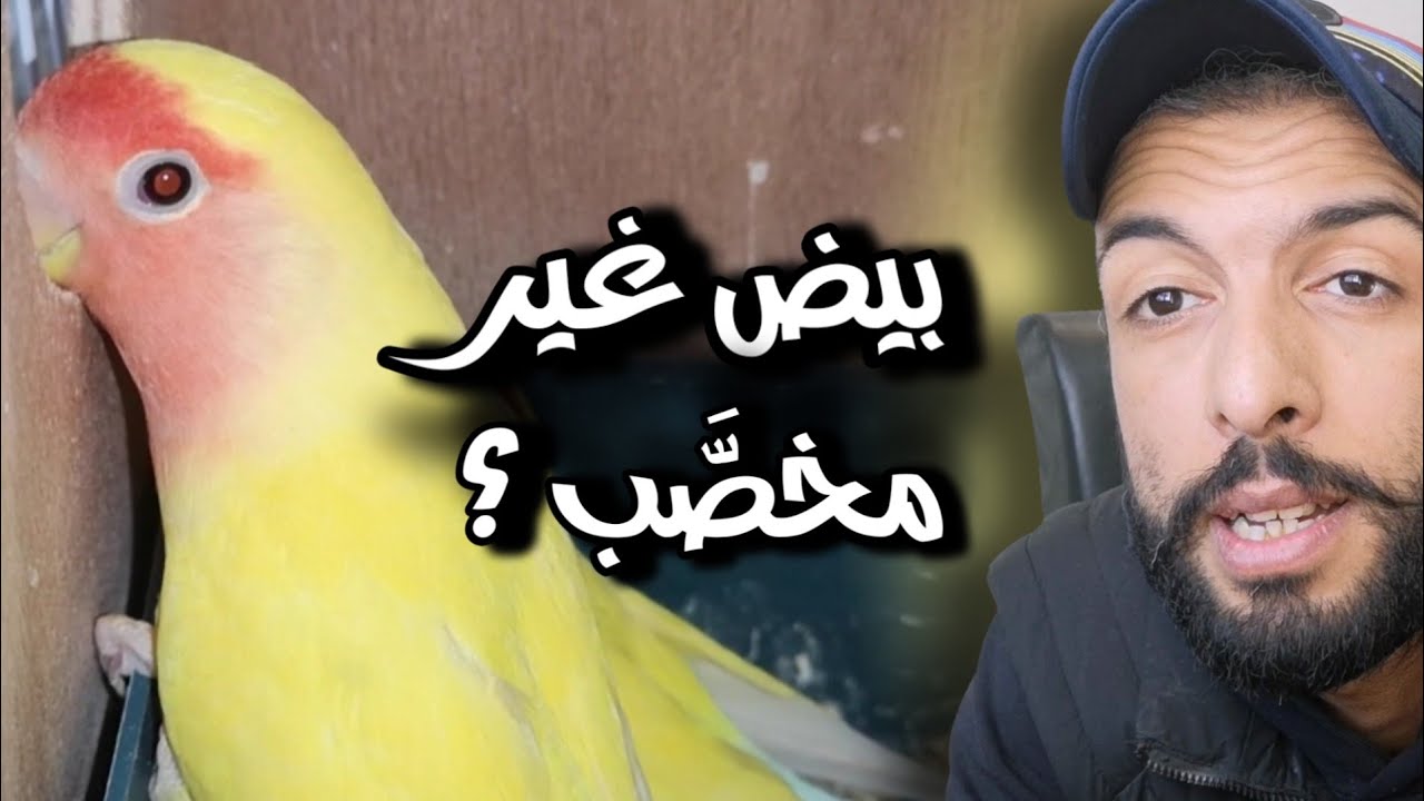 بيض غير مخصَّب... ؟ الأسباب و الحلول 🔥 مواد تعشيش طيور الفيشر و الروز