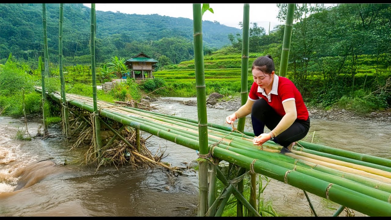 REWIND TIMELAPSE – Use Trucks Transport 1000+ Giant Bamboo Trees to Rebuild Bridge After Major Flood