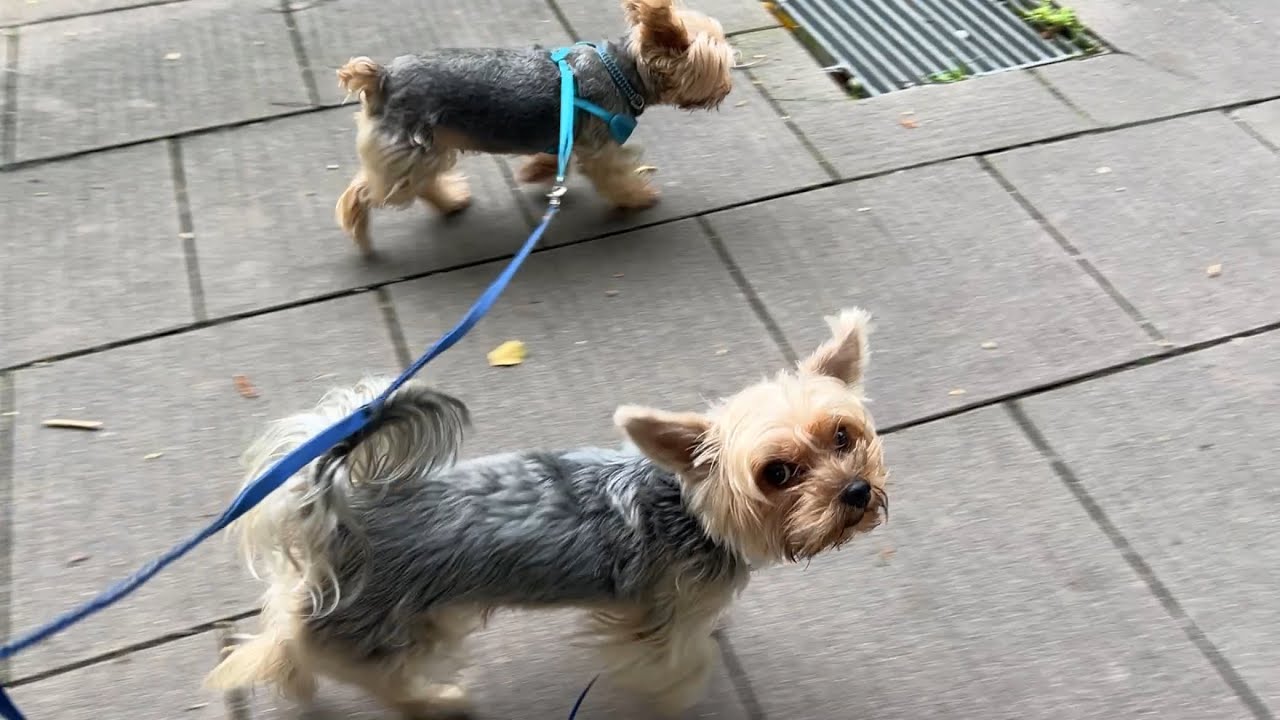Walking vlog 1