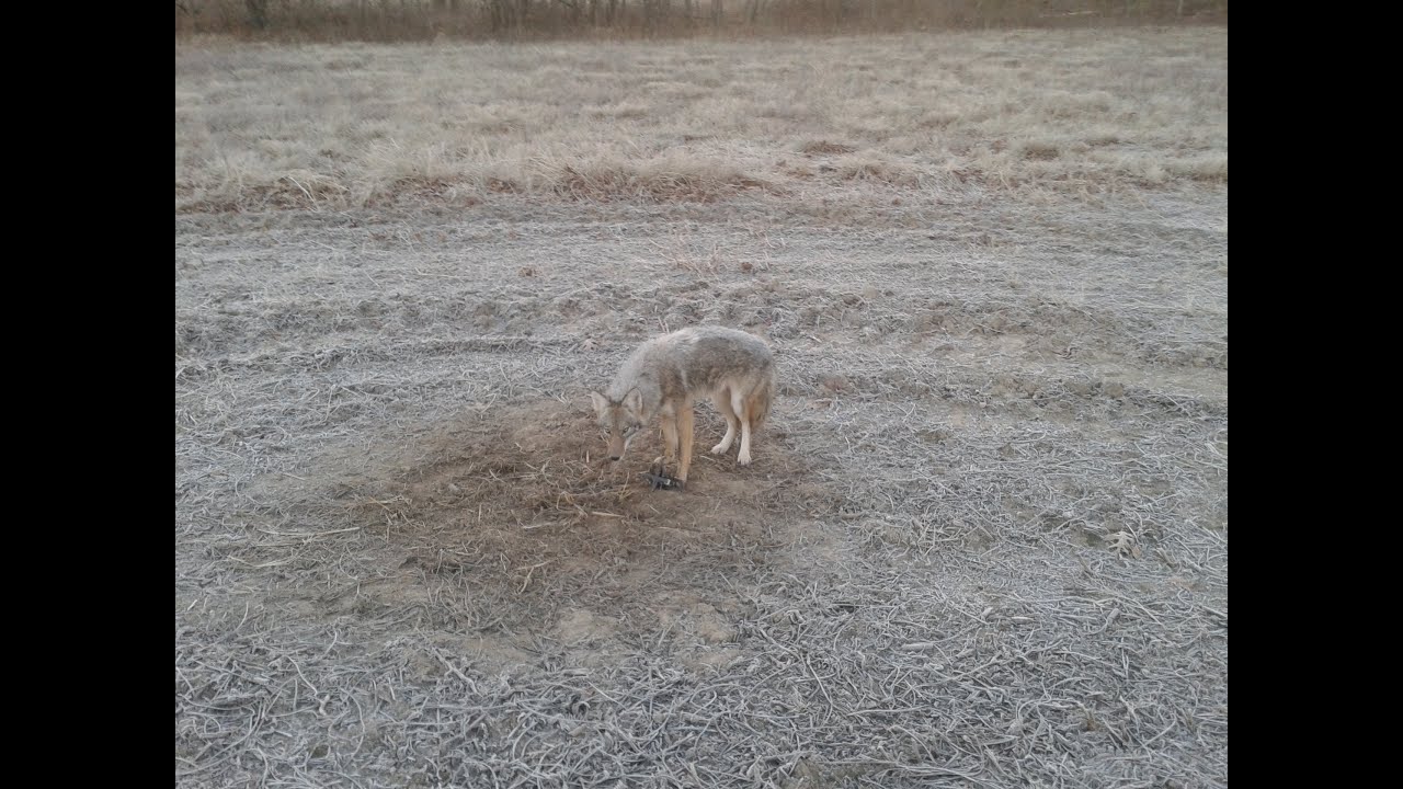 Coyote Catch and Remake