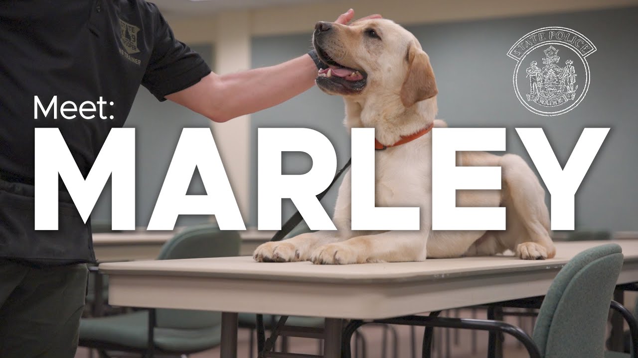 Meet Marley - Electronic Storage Detection K9 | Maine State Police