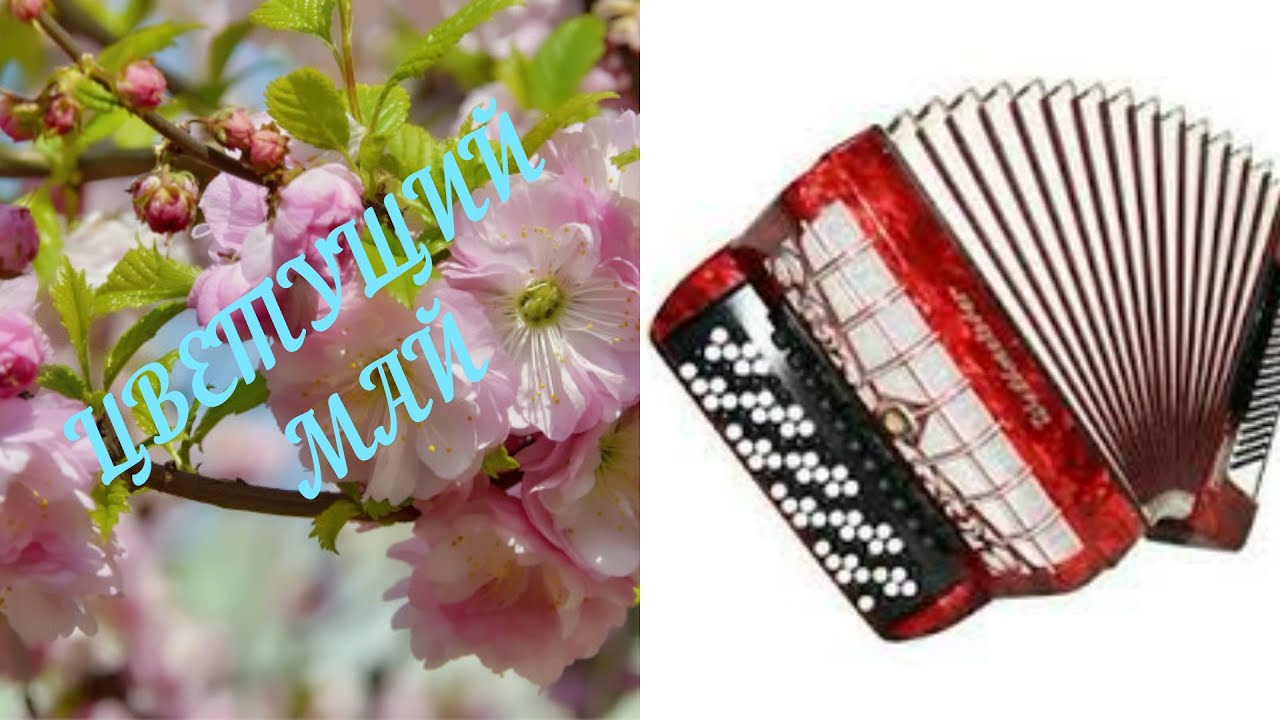 "Цветущий май"/Blooming May на баяне