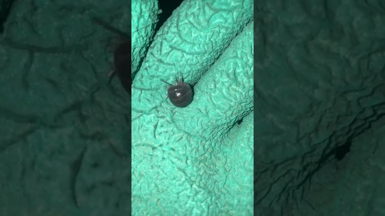 Bicho, bola