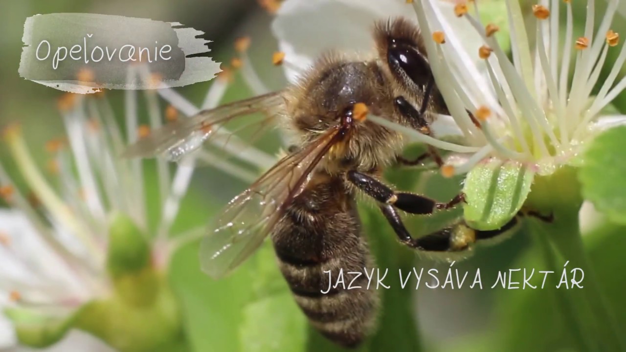 Včela medonosn&aacute; (Apis mellifera)