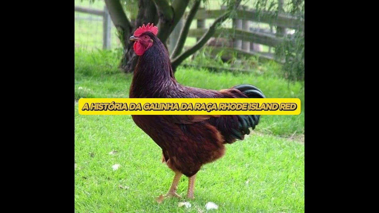 GALINHAS PELOS GALINHEIROS MUNDO A FORA!