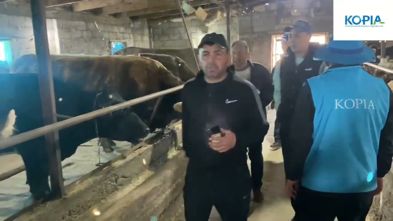 New Cattle Management Project in KG | Новый проект по управлению животноводством в КР