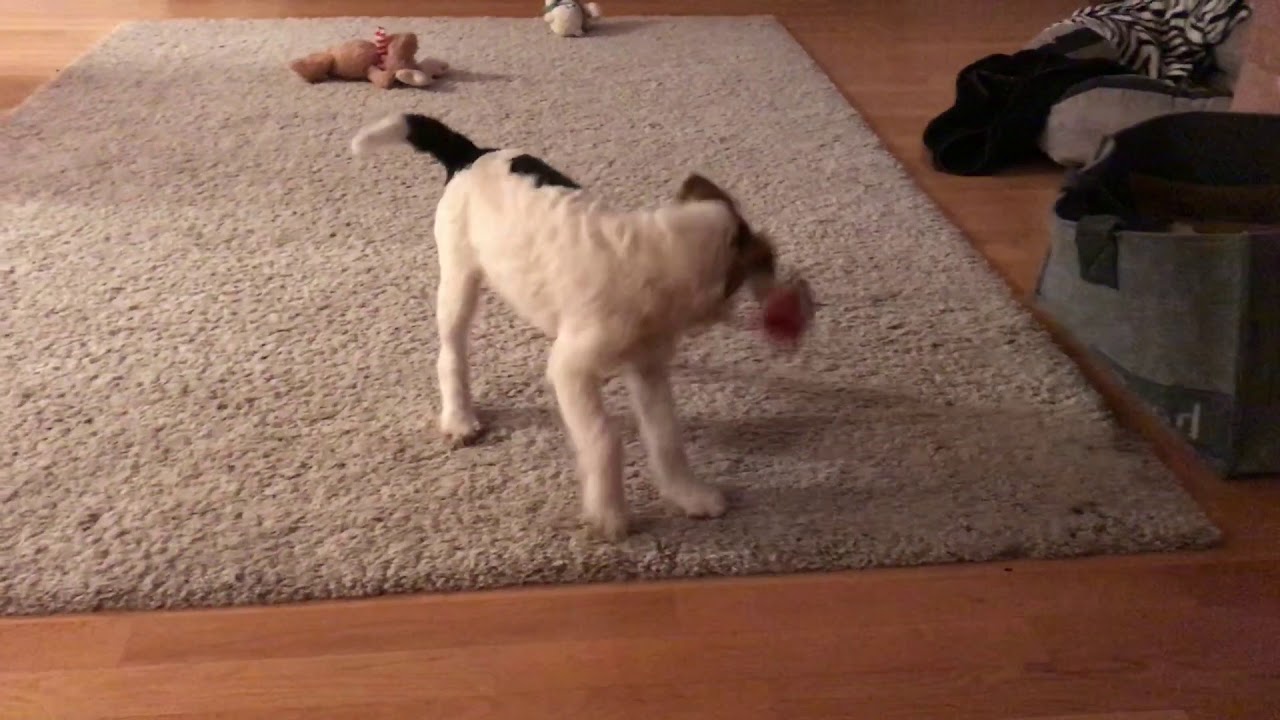 Foxterrier Welpe beim Spiel