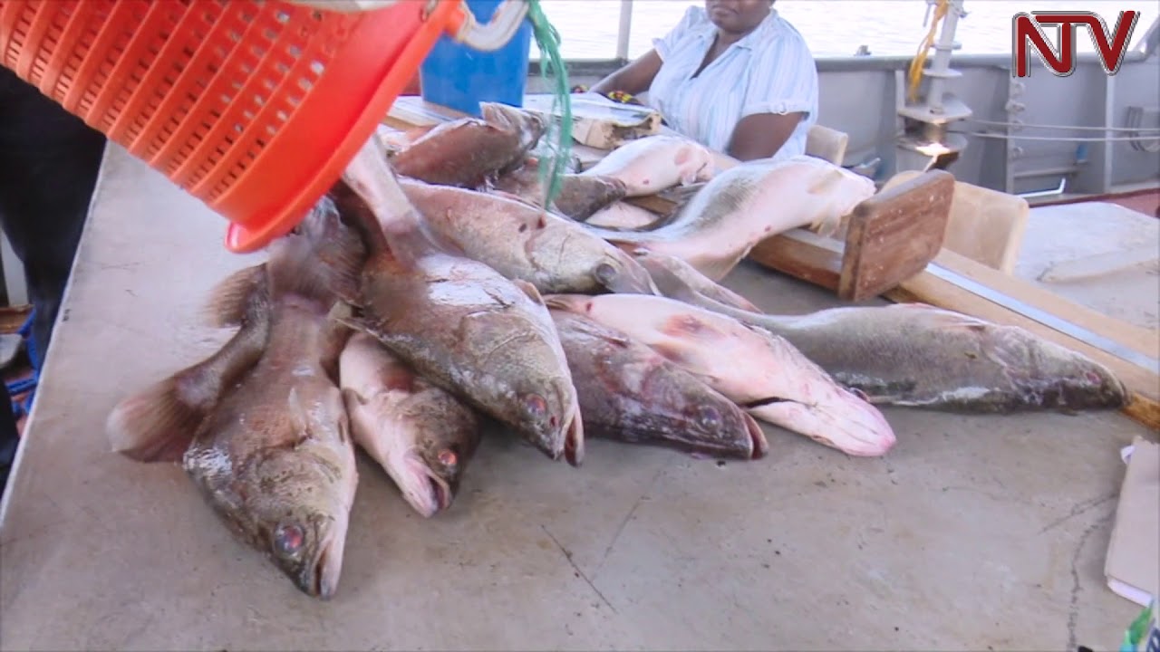 NTV GREEN: The number of fish in Lake Victoria