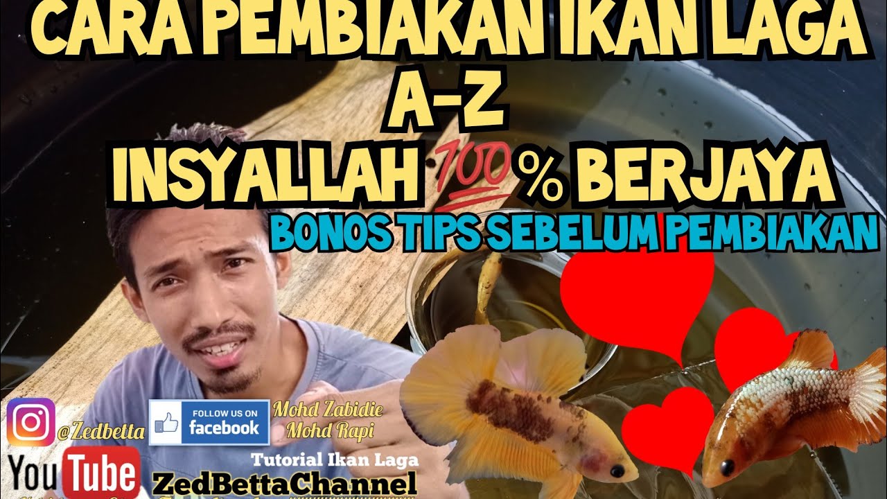 [Tutorial] Cara Pembiakan Ikan Laga A-Z #ikanlaga #cupang #bettafish