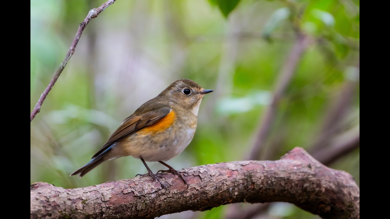 Z50Ⅱ+Z180-600F5.6-6.3VRで撮る冬の漂鳥