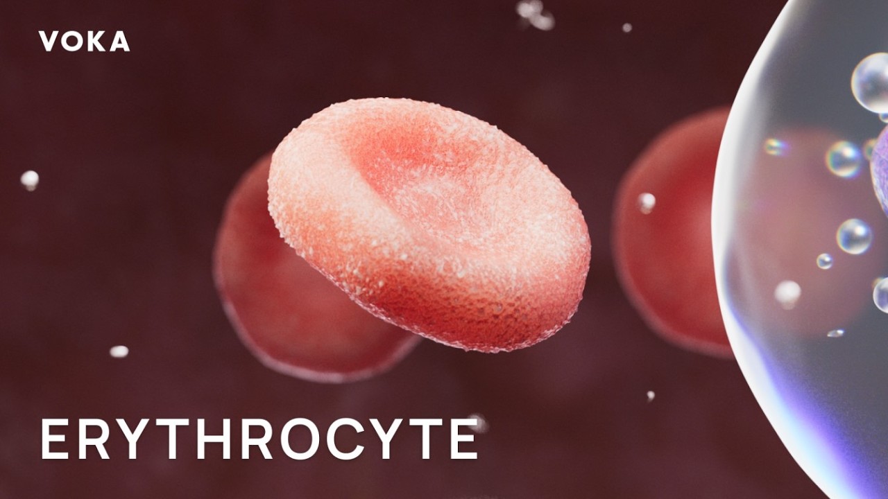Erythrocytes, Red Blood Cells & Hemoglobin &ndash; Oxygen Transport, Gas Exchange, and Blood Anatomy in 3D