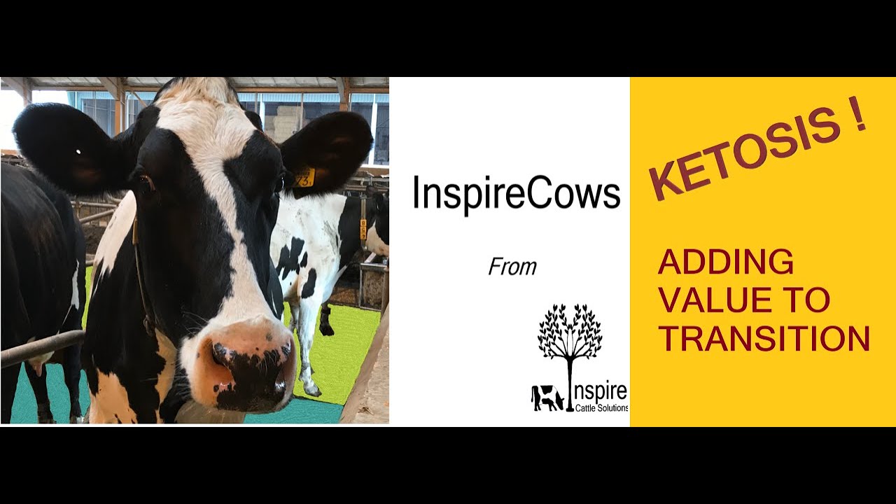 Ketosis in Dairy Cows and How To Manage It