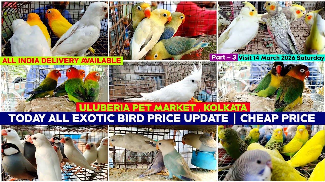 Uluberia Pet Market || Uluberia Bird Market Bird Price | 14/03/2026 || Recent All Exotic Bird Price