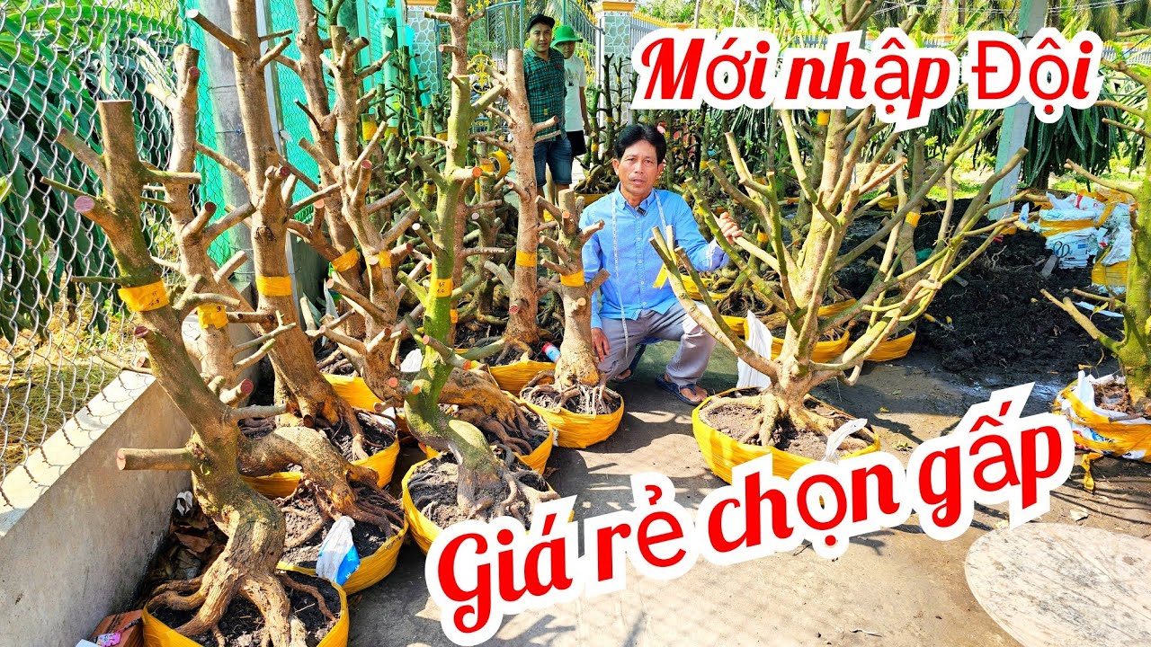 Nhựt Minh 📲 0946075758 về lô mai mới phôi mai vàng giảo Thủ Đức giá rẻ 21/2 Chợ Gạo (@MaivàngQuêdừa)