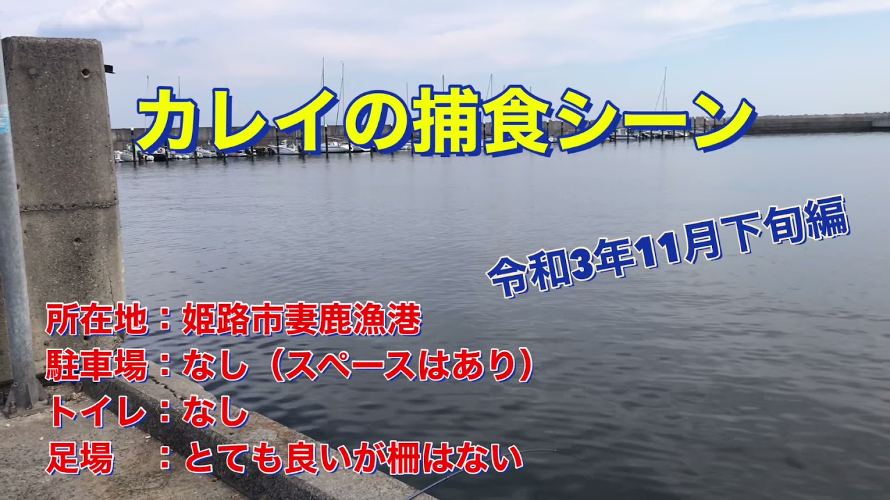 姫路市妻鹿漁港　カレイの捕食シーンの撮影に成功！！　令和3年11月下旬
