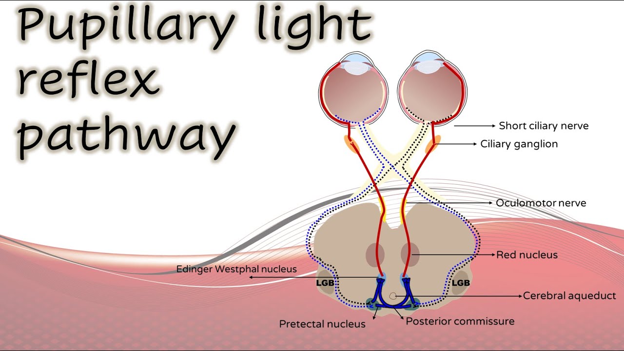 Pupil 1 | Pupillary light reflex pathway