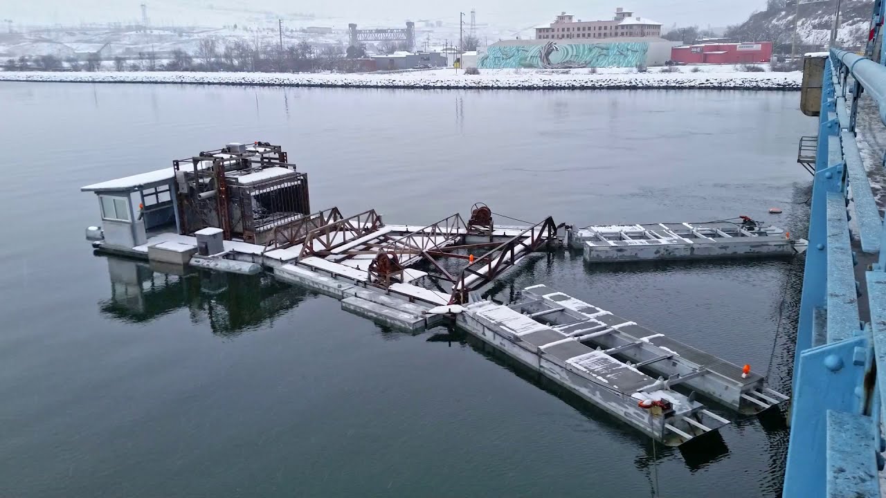 Connecting a fish trap, a bridge and juvenile fish to the ocean.