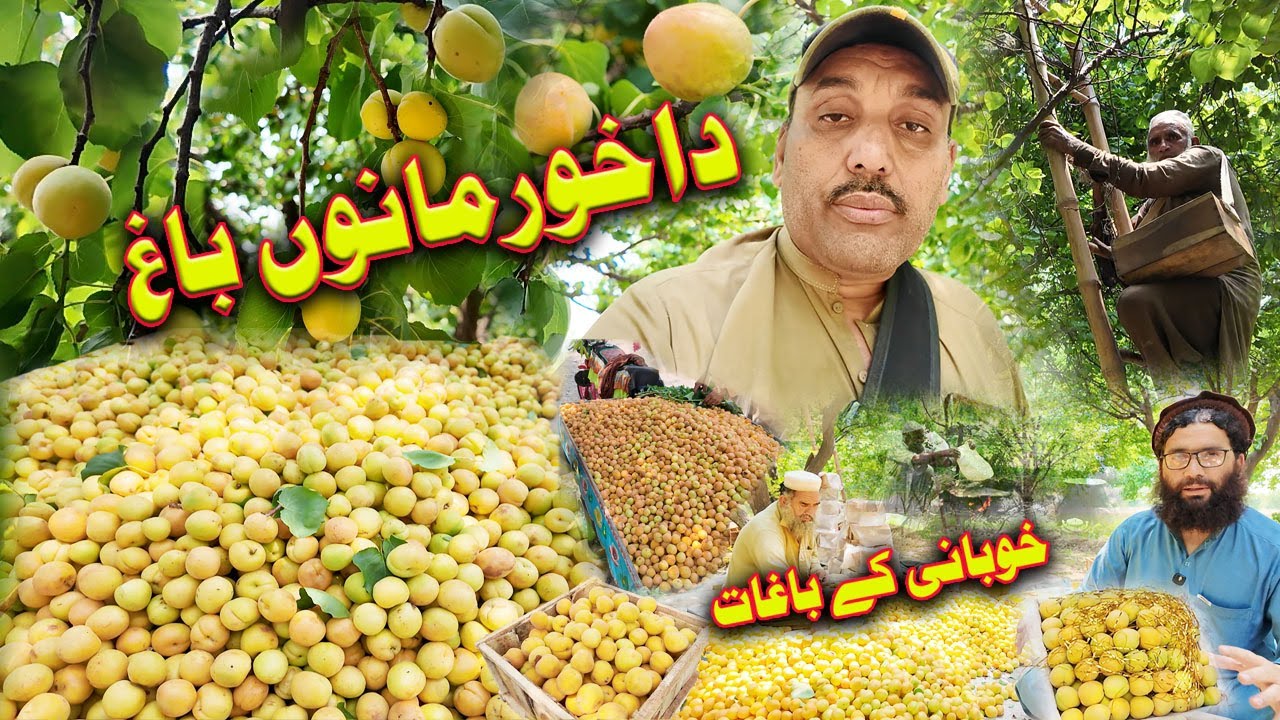 Da Khumano Bagh | Khubani Key Baghat | HD 2025 | By @dailykhattaknama