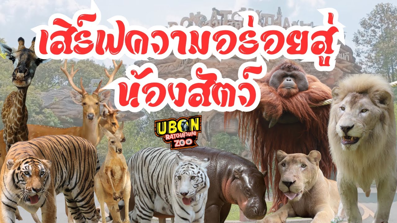 เสิร์ฟความอร่อยสู่น้องสัตว์ สวนสัตว์อุบลราชธานี