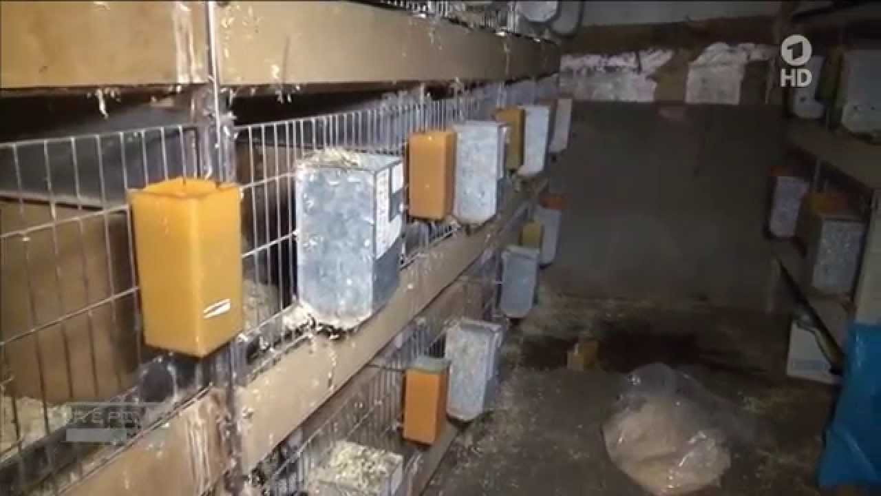 Woher kommen die Tiere aus dem Laden?