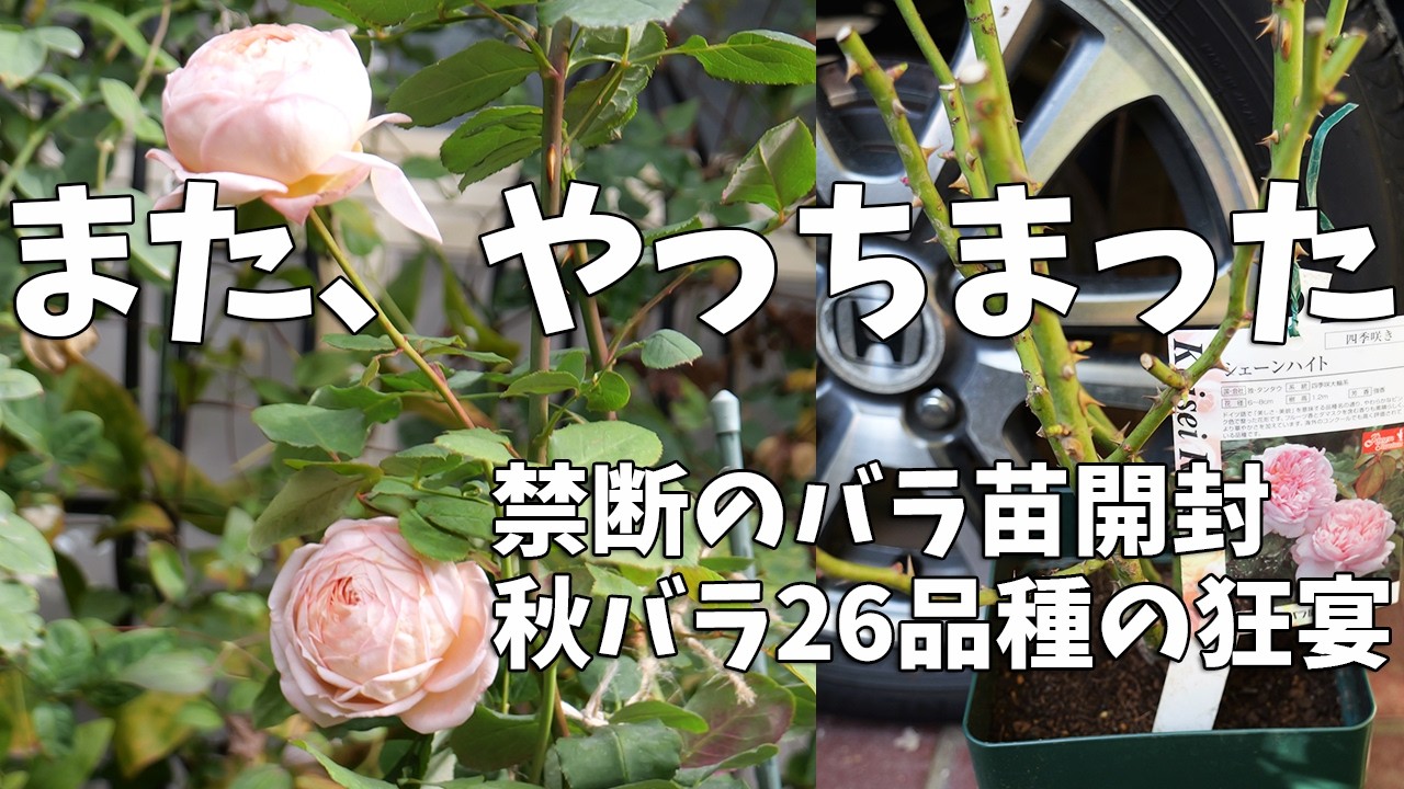 【バラ沼】なぜ私たちは「場所がない」と言いながら買ってしまうのか。禁断のバラ苗開封と秋バラ26品種の狂宴。冬作業の遅れは気合でカバー？家族の視線が痛い11月下旬の庭【バラの家】