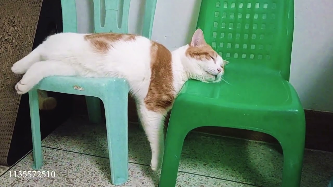 Cute funny cats video 