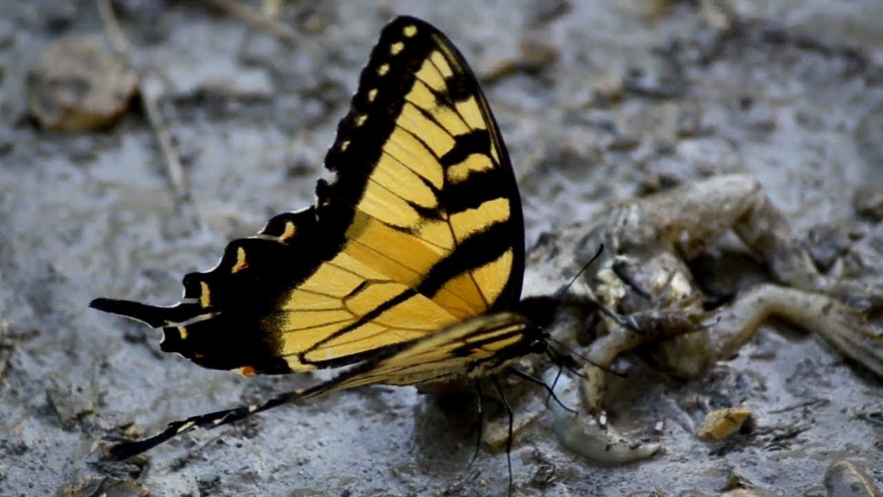 Butterfly mud puddling / eating on animal corpse / carcass