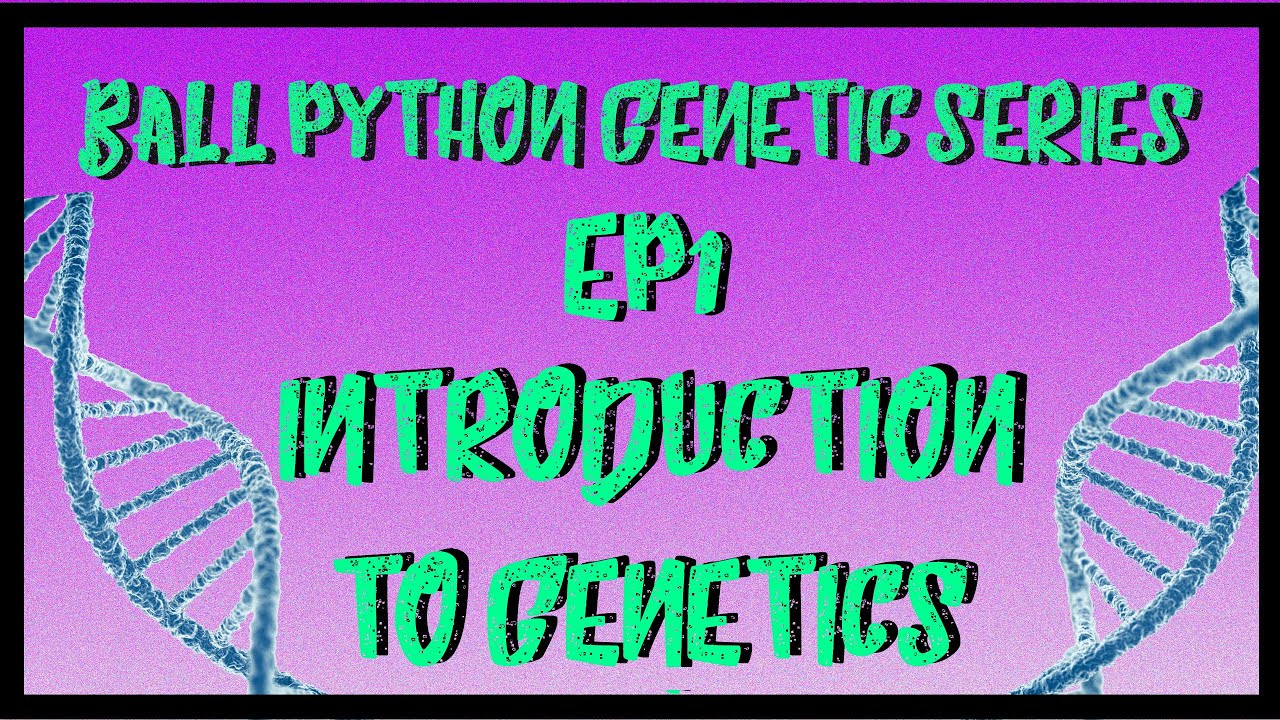 Ball Python Genetic Series | Ep1 | Introduction to Genetic Inheritance