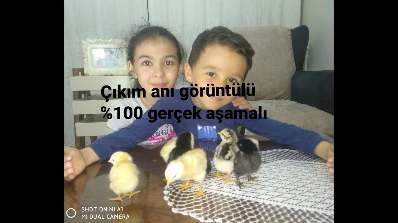 Yoğurt kovasından en ayrıntı anlatımla kuluçka makinası yapımı