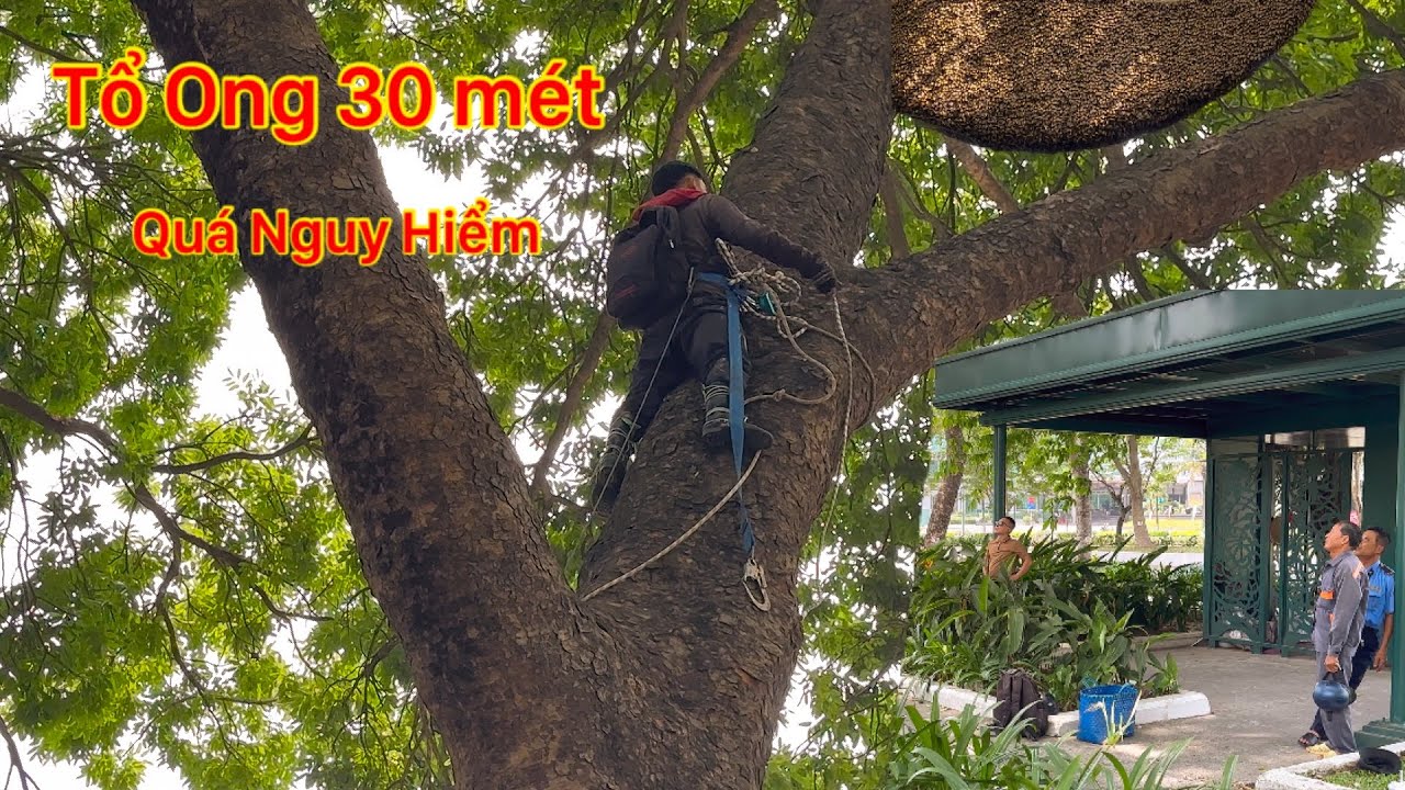 ĐỒNG NAI CHINH PHỤC TỔ ONG 30.mét TRÊN CÂY CỔ THỤ LÂU NĂM