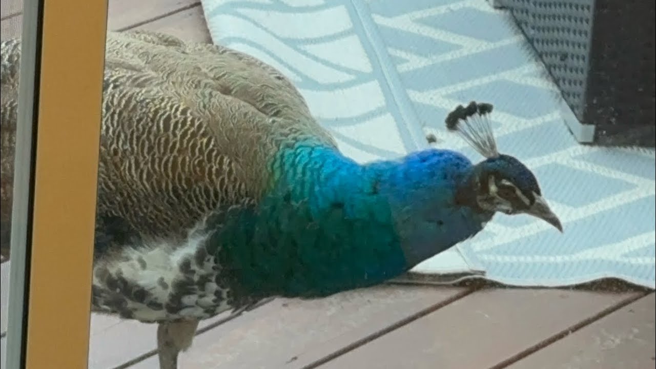 Wild Peafowl